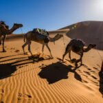 a camel carnval leaded by local nomed guide in sahara desert