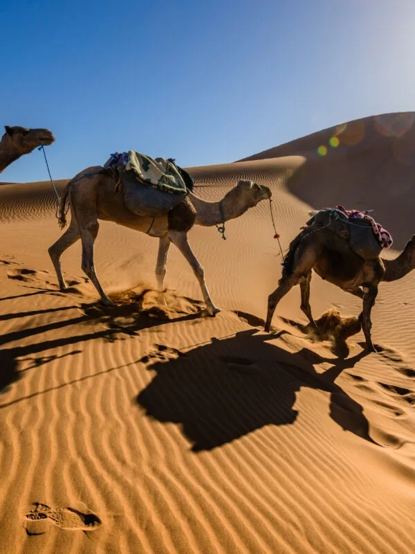 a camel carnval leaded by local nomed guide in sahara desert