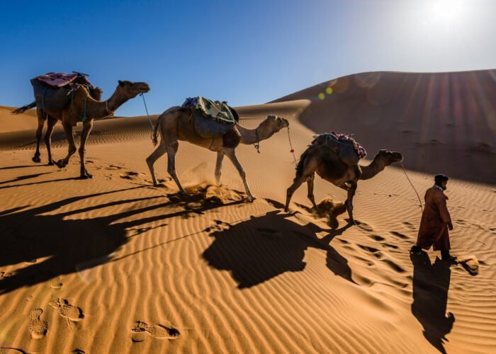 a camel carnval leaded by local nomed guide in sahara desert
